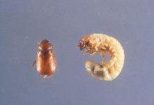 Masked chafer adult (left) and larva (right)