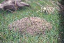 AmeriChem Lawn & Pest Control
