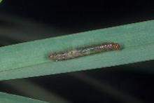 Sod webworm