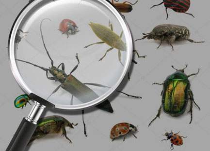 [caption: Types Of Pests] AmeriChem Lawn & Pest Control 